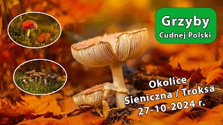 Podgrzybki Brunatne i Opieńki Ciemne  Sieniczno i Olkusz 27102024 [upl. by Copp]