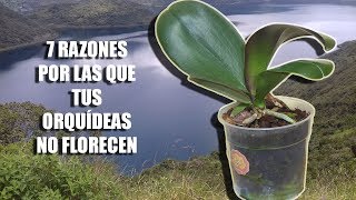 7 Razones por las que tus Orquídeas NO FLORECEN  Orquiplanet [upl. by Hance166]