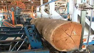 Amazing Modern Automatic Wood Processor Production Factory Fastest Wood Sawmill Machines Working [upl. by Kathlin]