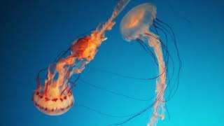 Purple Striped Sea Nettle Jellyfish  UK Jellyfish [upl. by Renick]