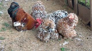 Mille Fleur Cochin bantam 2020 breeding birds Asad awan 03125271232 [upl. by Aneda]