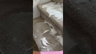 Asmr carpet cleaning carpetcleaning asmrsounds youtubeshorts [upl. by Llehcear]