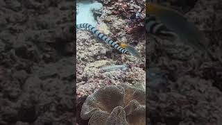 Belcher sea snake the most dangerous snake in the world 100x more then a taipan [upl. by Messere]