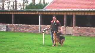 IPO training duitse herder [upl. by Figone]