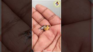 Balloon Molly Breeding🐠🐟🐬  Jeelani Vlogger  Tamil [upl. by Reaht]