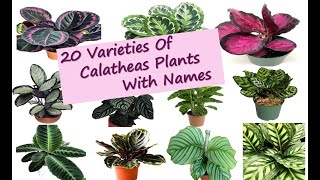 20 Varieties of Calatheas Plants with names  Different types of Prayer Plant  Calathea [upl. by Skell196]