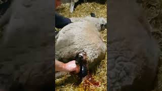 Sheep giving birth to twins [upl. by Ardnasirk]