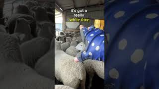 Can you tell them apart farmvlog sheepfarming farming [upl. by Bohon]