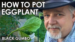 How to Grow Eggplant in Containers  Black Gumbo [upl. by Forrer847]