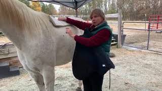 Fitting Your Horses Back amp Withers with Pads or Panels  Freeform Treeless Saddles [upl. by Aubrey]