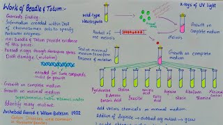 Beadle and Tatum experiment  One gene one enzyme theory [upl. by Drofub]