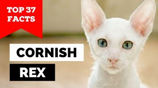 99 of Cornish Rex Cat Owners Dont Know This [upl. by Eliot]