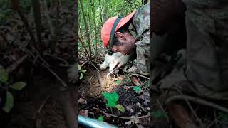 Andare a Tartufi che AVVENTURA la MAGIA della cerca del TartufoBianco con il Lagotto Romagnolo [upl. by Anialad]