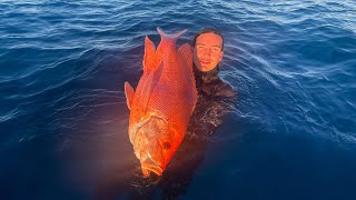 Spearfishing Australia  Best of Queenslands Great Barrier Reef 2023 [upl. by Lewendal119]