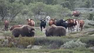 Musk ox VS Cow 2 [upl. by Deena]