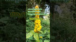 shorts Cassia alata  Medicinal plant [upl. by Gert150]