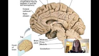 Lecture11 Central Nervous System [upl. by Nylasoj494]