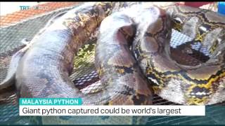 Giant python captured in Malaysia could be worlds largest [upl. by Yznel]