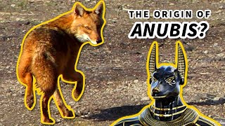 Golden Jackal Facts the ORIGIN of ANUBIS  Animal Fact Files [upl. by Clein467]