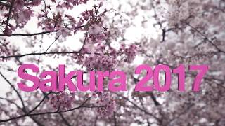 Sakura 2017 au Japon [upl. by Ajidahk]