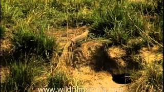 The Common Indian Monitor Lizard [upl. by Hannad]