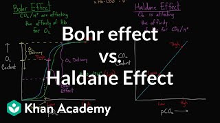 Bohr effect vs Haldane effect  Human anatomy and physiology  Health amp Medicine  Khan Academy [upl. by Launce]