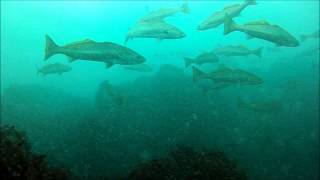 A Big School of White Seabass [upl. by Nilats]