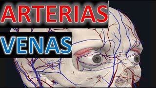 Arterias y Venas del Ojo Anatomia FACIL [upl. by Eneli]