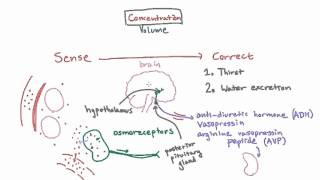 How the Body Corrects Concentration Changes  Thirst and ADH [upl. by Ariaj98]