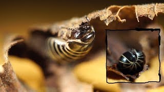 Pill Millipede Glomeris marginata 4K [upl. by Lang386]