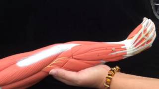 Module 9 Video Exercise 20 Upper Appendicular Skeleton  Hand extensors [upl. by Aidua]