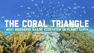 The MOST BIODIVERSE Marine Ecosystem on Planet Earth  Coral Triangle in TimorLeste Southeast Asia [upl. by Assenay149]