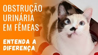 Obstrução urinária em gata fêmea  Entenda a diferença  Gato é Vida [upl. by Saxet]