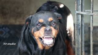 Rottweiler dog barking video [upl. by Annyahs]