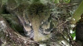 Vogelnest im Kastanienbaum bei Biewerland [upl. by Bocock79]