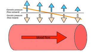 Hydrostatic and Oncotic Pressure in URDUHINDI [upl. by Oriole]