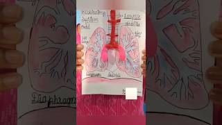 Human Respiratory System  Working model of lungs class6 project [upl. by Adneram363]