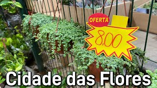 Plantas partir R800  Ceaflor Holambra [upl. by Aihsem580]