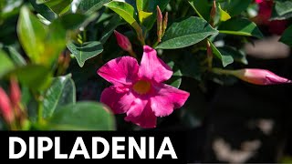 Dipladenia [upl. by Nesiaj]