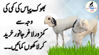 Earn Money To buy Weak goats l Sasty Bakray l Breeder Bakray l Sunnat Best Goat Farm [upl. by Eleazar186]