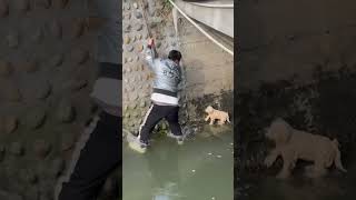 Unforgettable Rescue Brave Men Save a Puppy from Freezing Riverrescuedog dogsofinstagram dog [upl. by Annitsirhc520]