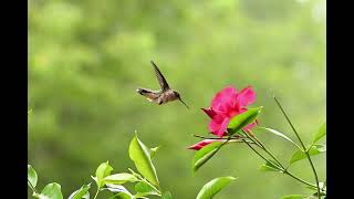 slow motion of hummingbirds [upl. by Amehsyt130]