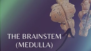 The Brainstem  Medulla  External features of Medulla [upl. by Neil]