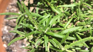 Wild Ferment Rosemary Hydromel [upl. by Eiclehc]