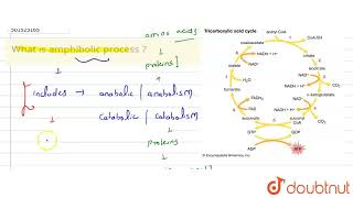 What is amphibolic process   CLASS 11  RESPIRATION IN PLANTS  BIOLOGY  Doubtnut [upl. by Llertram]