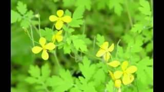 Celandine Herb Benefits [upl. by Caria609]