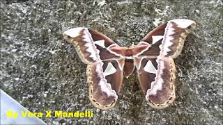 MARIPOSA   MOTH   37 [upl. by Alban521]