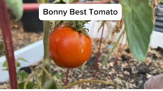 Bonny Best Tomato Review  Is it the Best [upl. by Oicneserc]