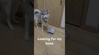 The Great Bone Hunt Siberian husky puppy puppylife husky shortsviral [upl. by Redmond]