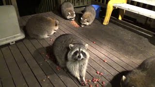 Raccoon Grape Eating Contest [upl. by Llenrup482]